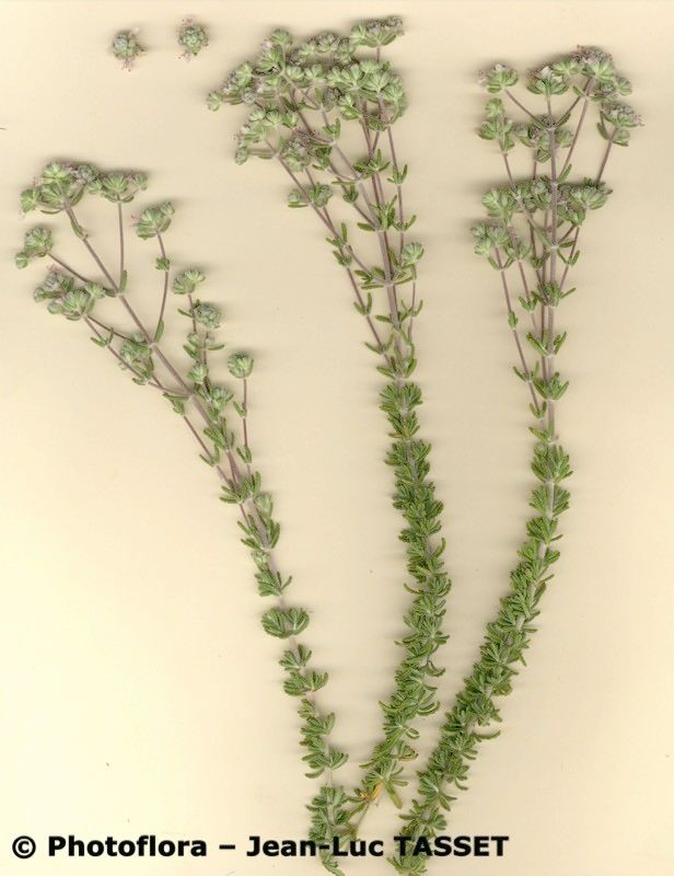 Teucrium lusitanicum habit