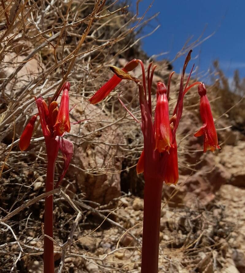 Zephyranthes graciliflora flower