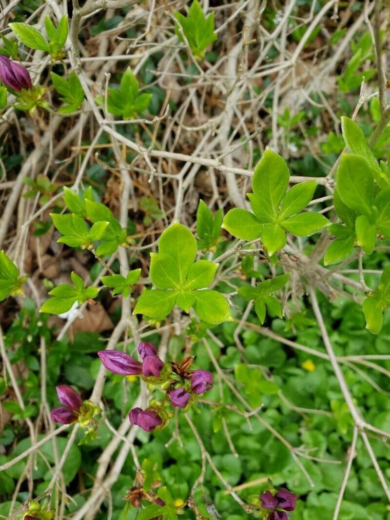 Rhododendron yedoense — houseplant care guide