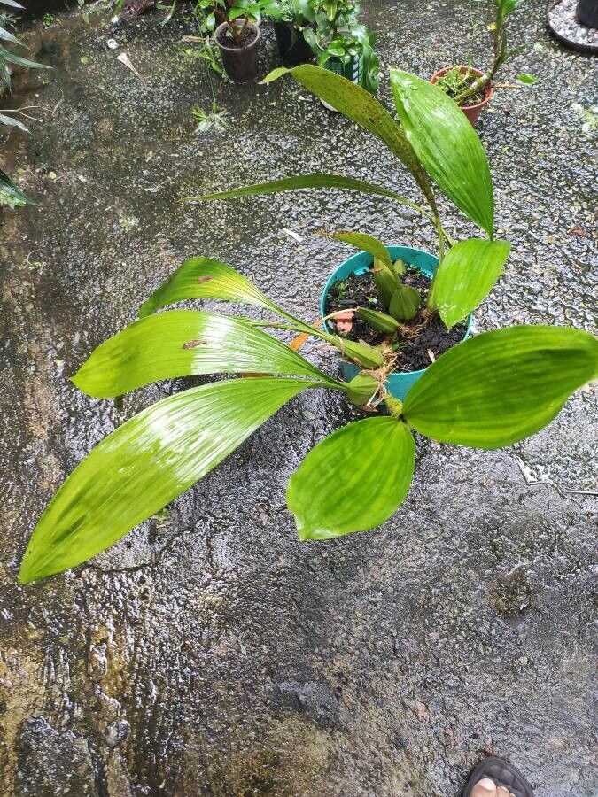 Coelogyne pallida habit