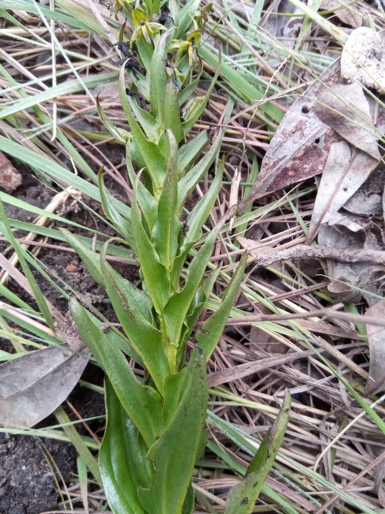 Habenaria truncata habit