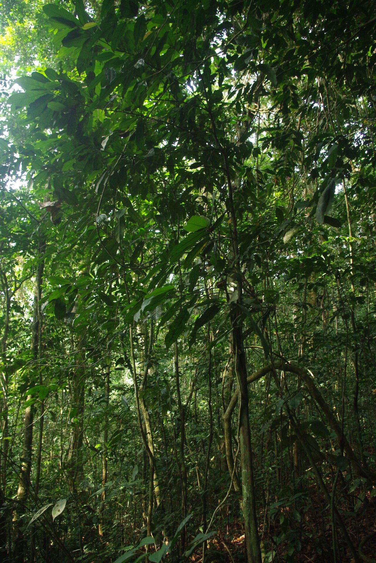 Piptostigma fugax habit