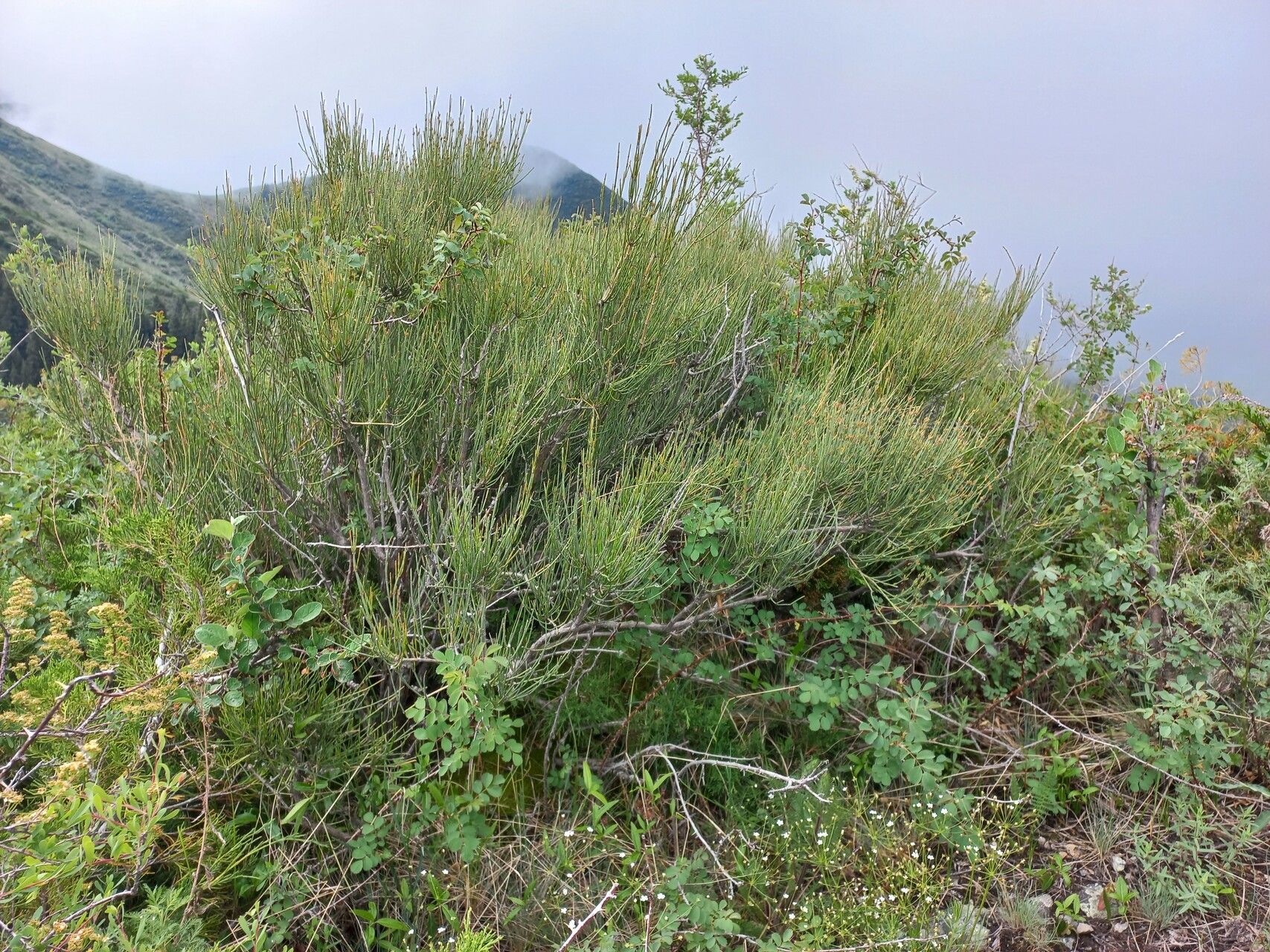 Ephedra lomatolepis habit