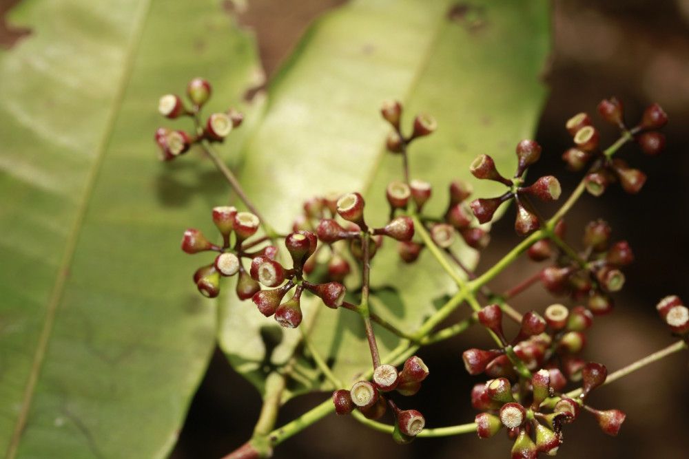 Syzygium veillonii — houseplant care guide