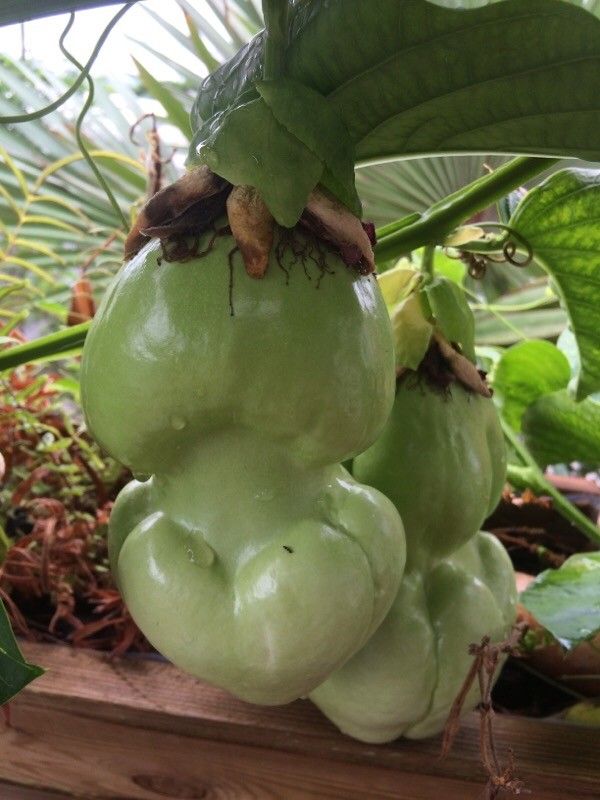 Passiflora quadrangularis fruit