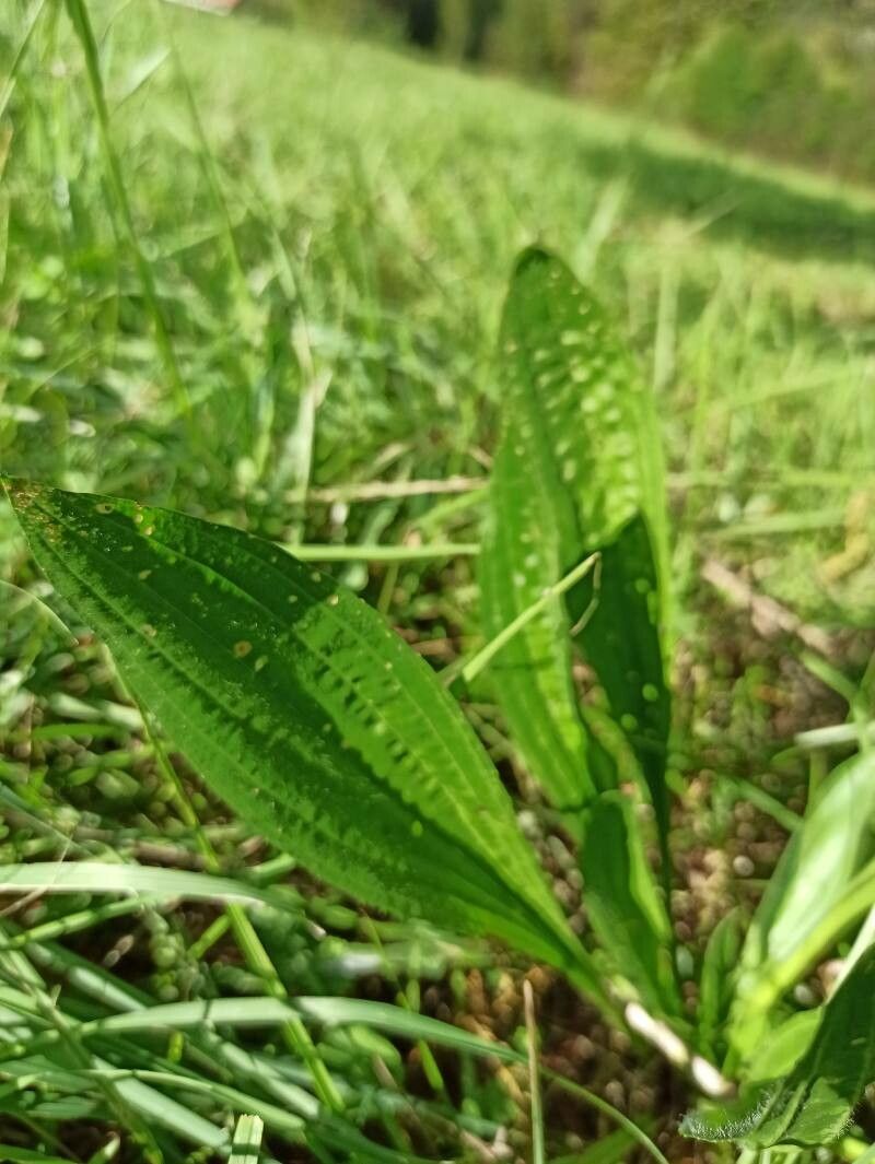 Plantago monosperma leaf