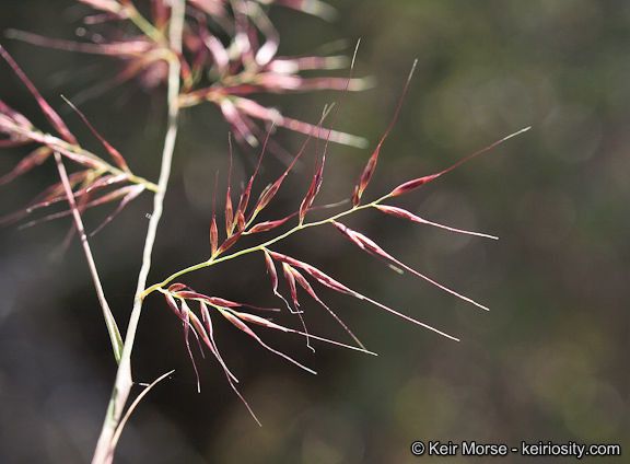 Muhlenbergia pauciflora — houseplant care guide