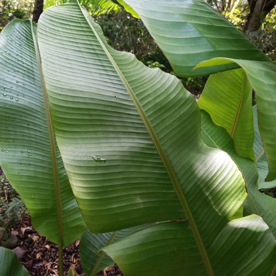 Musa velutina leaf