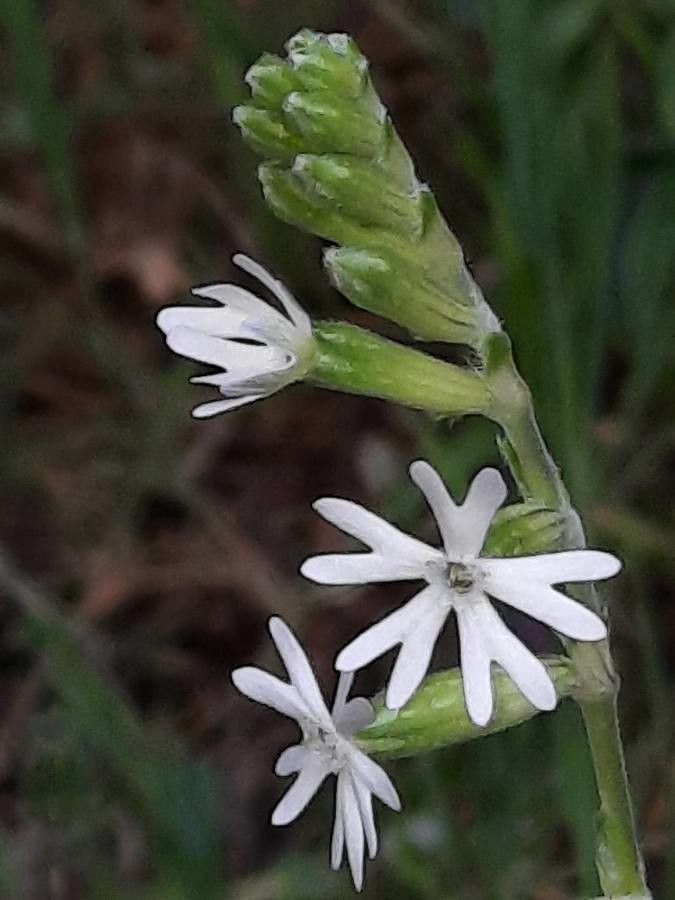 Silene nocturna flower