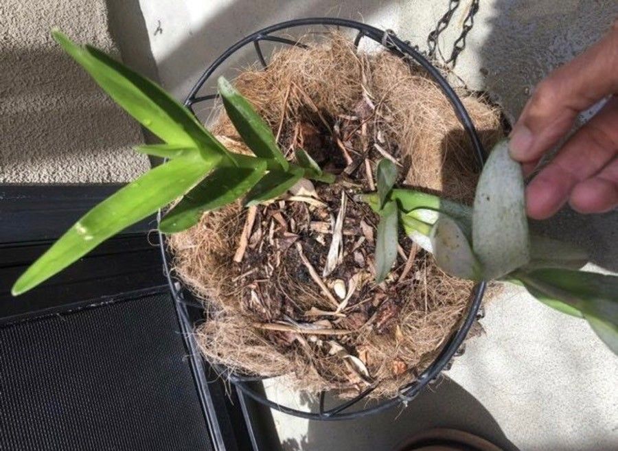 Epidendrum rigidum — search result for 'Epidendrum'