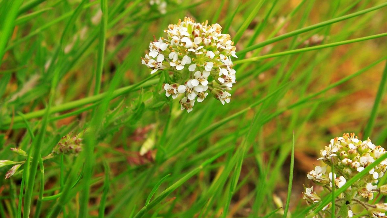 Lepidium heterophyllum flower