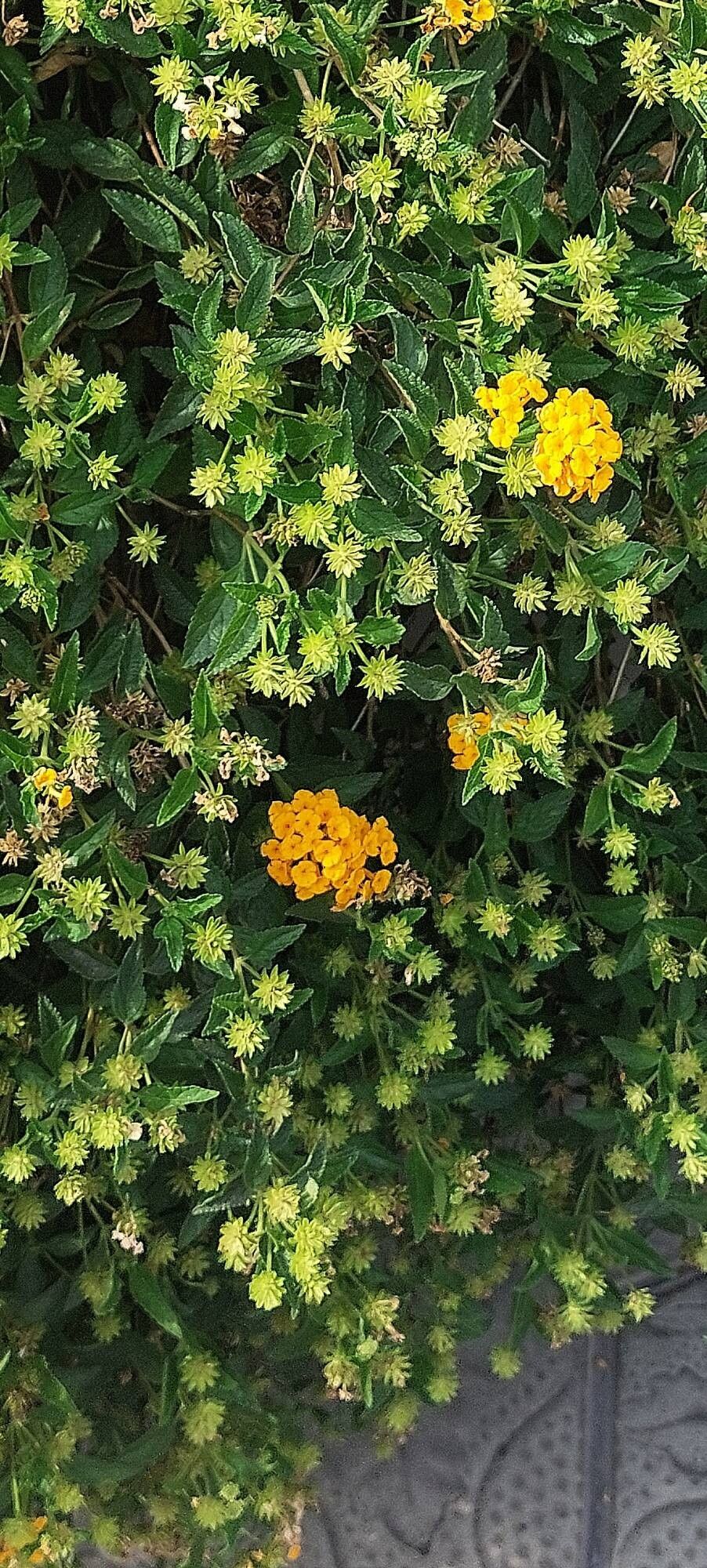 Lantana depressa habit