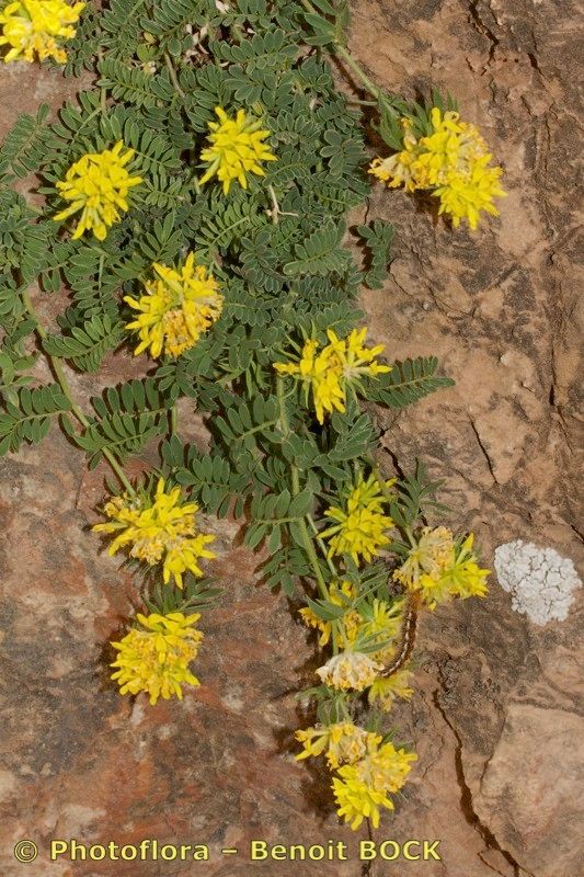 Anthyllis polycephala — search result for 'Anthyllis'