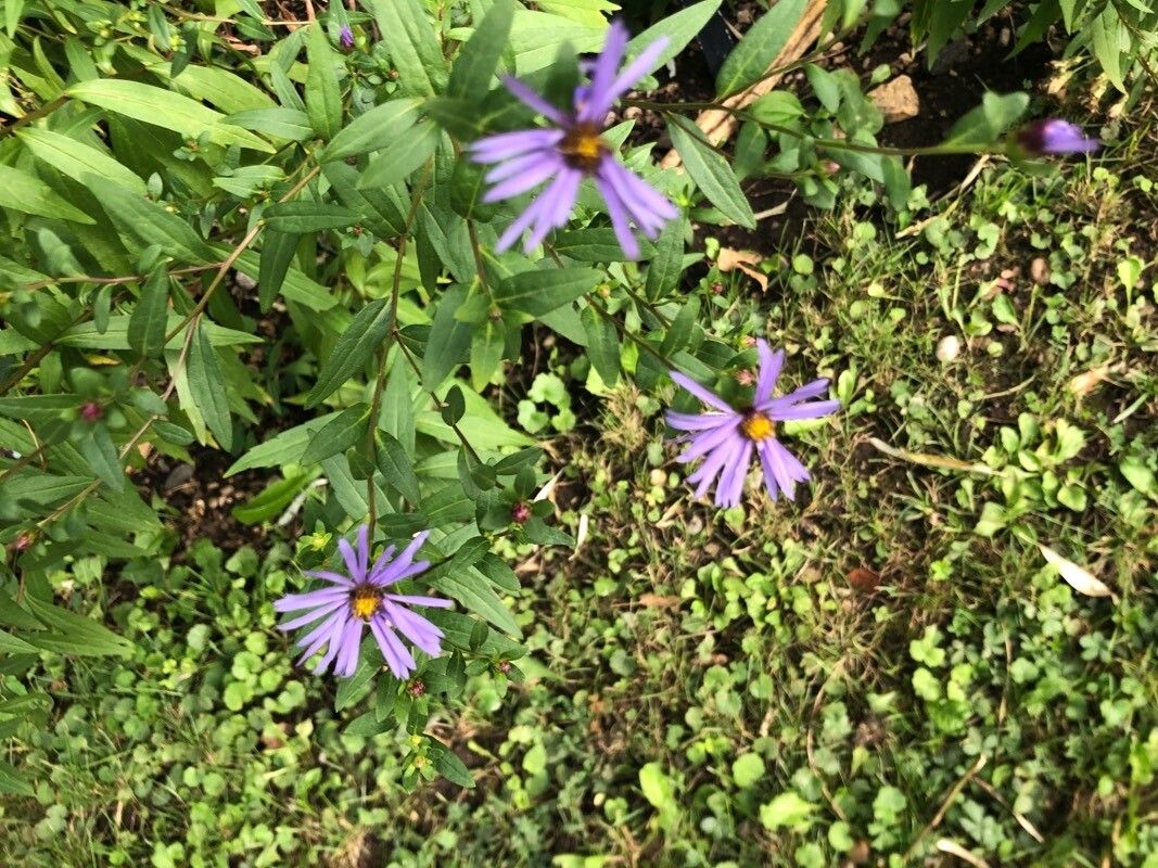Aster maackii flower