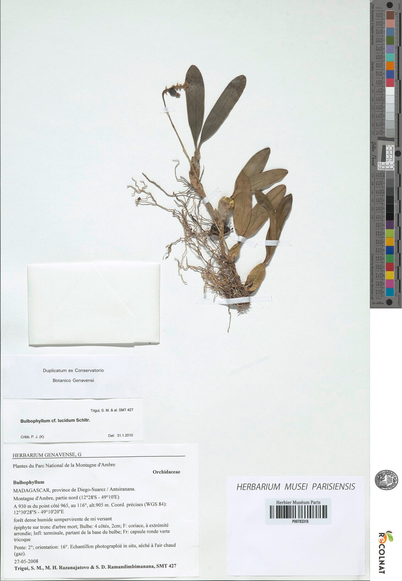 Bulbophyllum lucidum — houseplant care guide