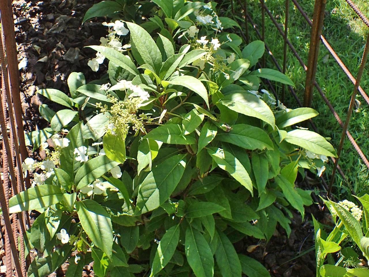 Hydrangea seemannii habit