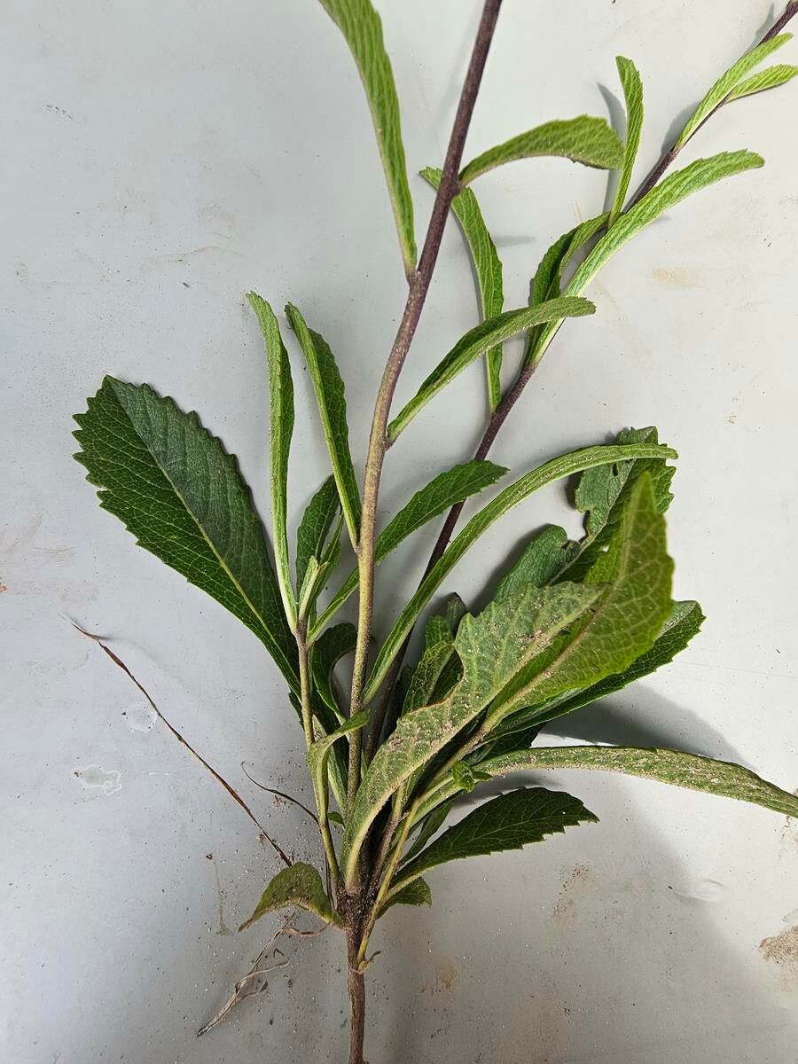 Baccharoides longepedunculata — houseplant care guide