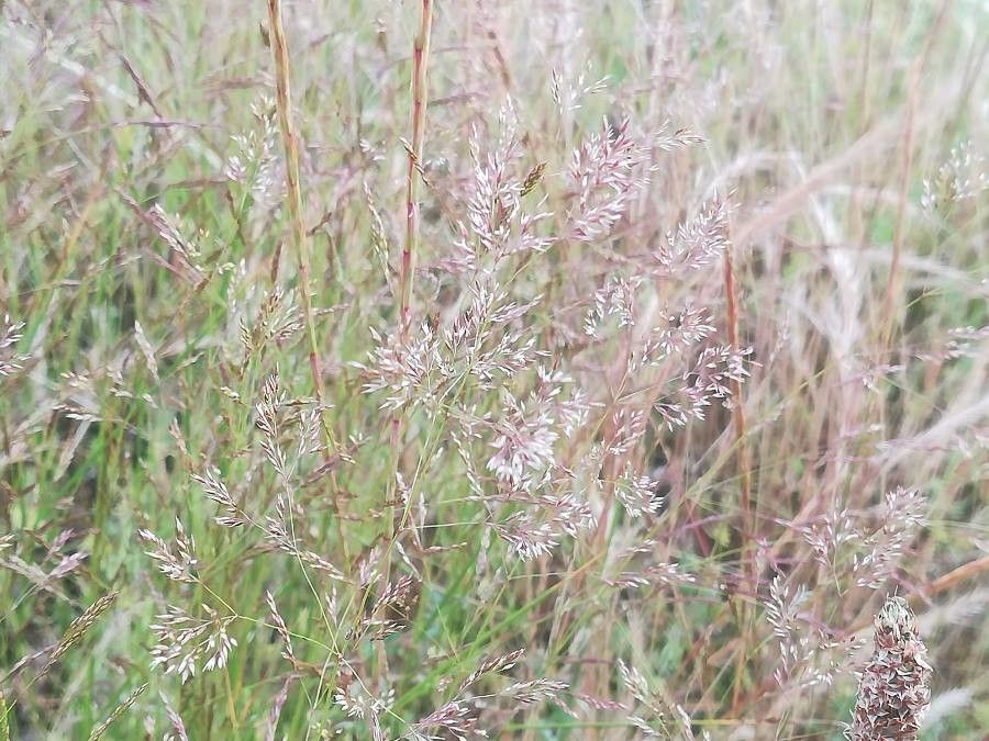 Aira caryophyllea flower