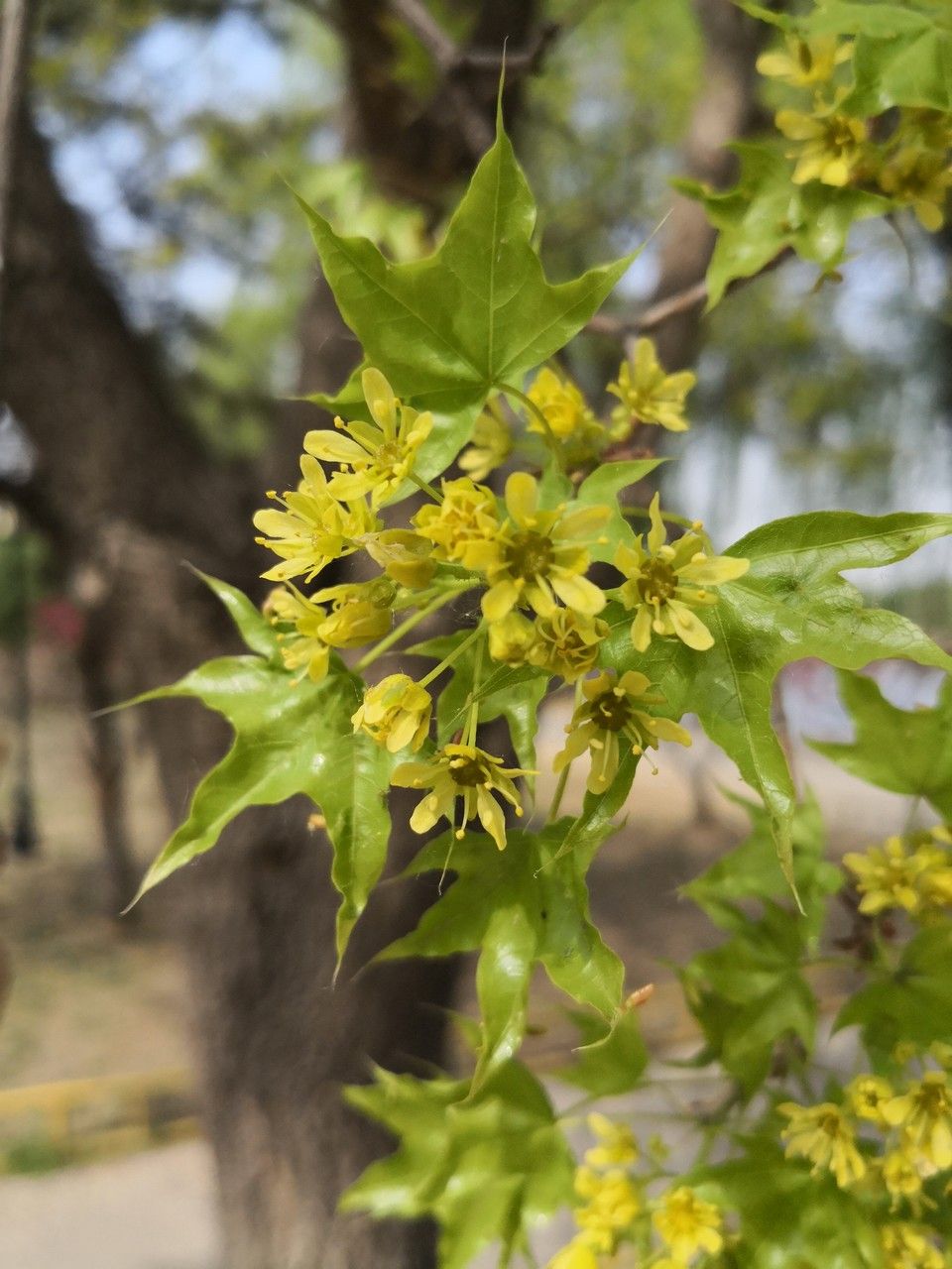Acer truncatum flower