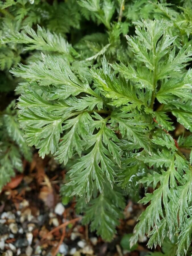 Adonis amurensis — related species from the same genus