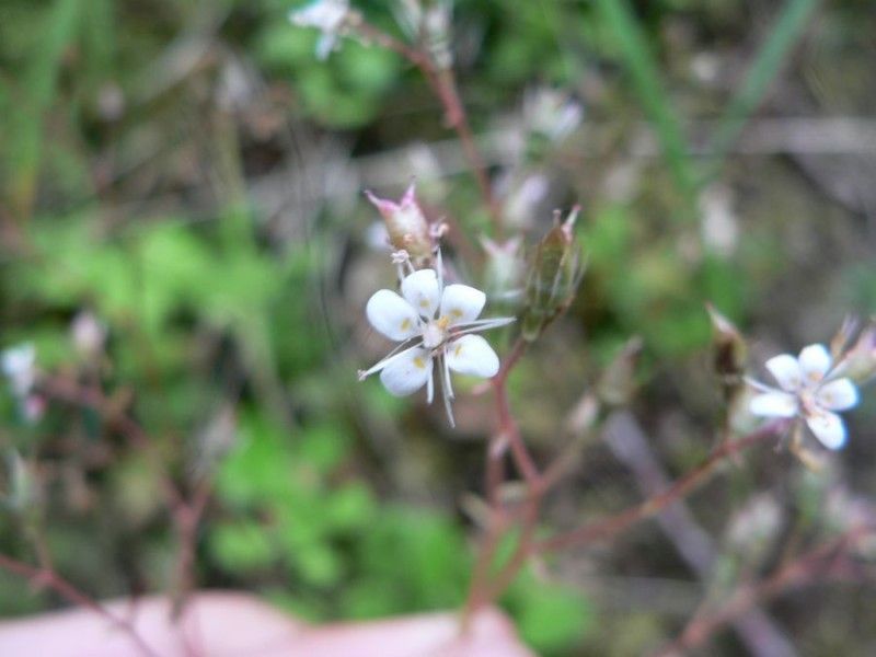 Saxifraga × geum flower