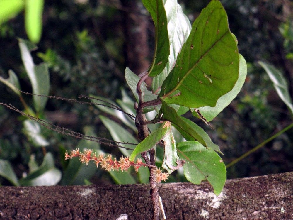 Homalium rubiginosum habit