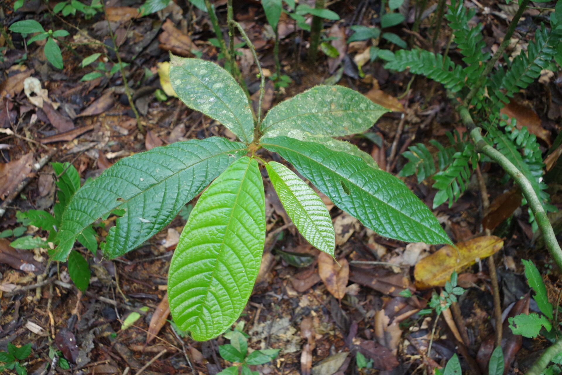 Uvaria annickiae — related species from the same genus