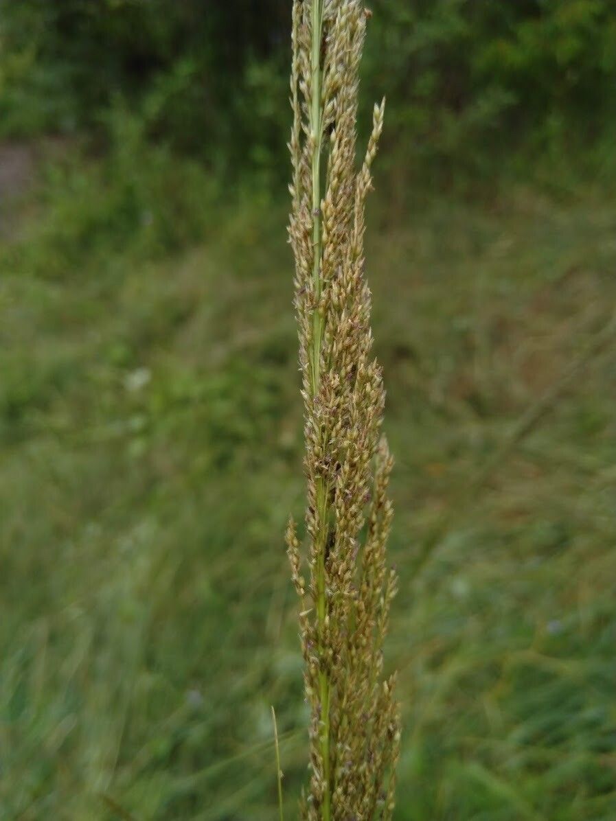Sporobolus natalensis flower