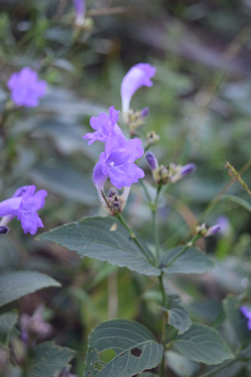 Strobilanthes bracteata flower