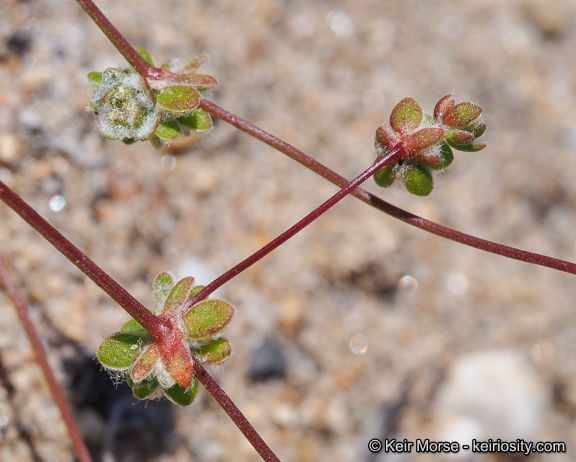 Nemacaulis denudata fruit
