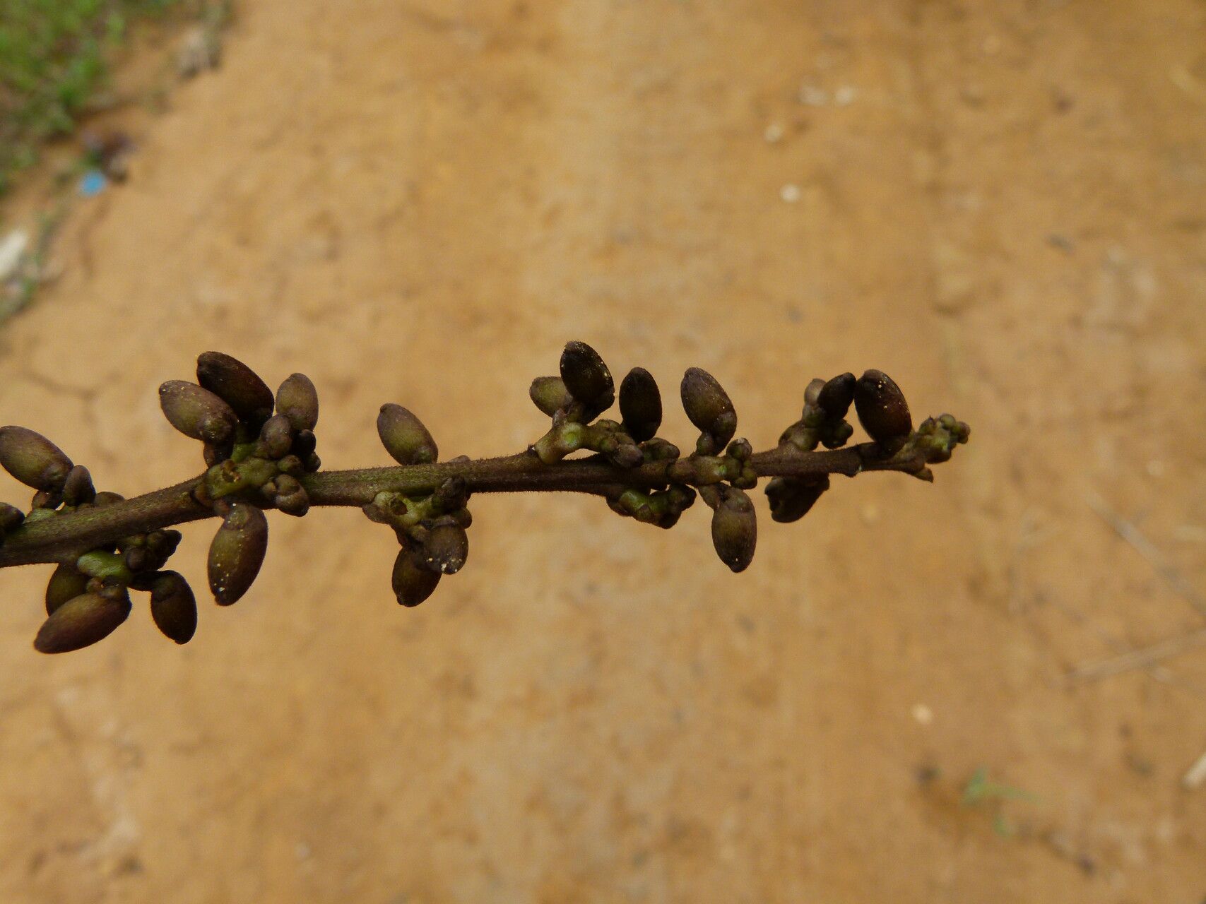 Millettia mannii fruit