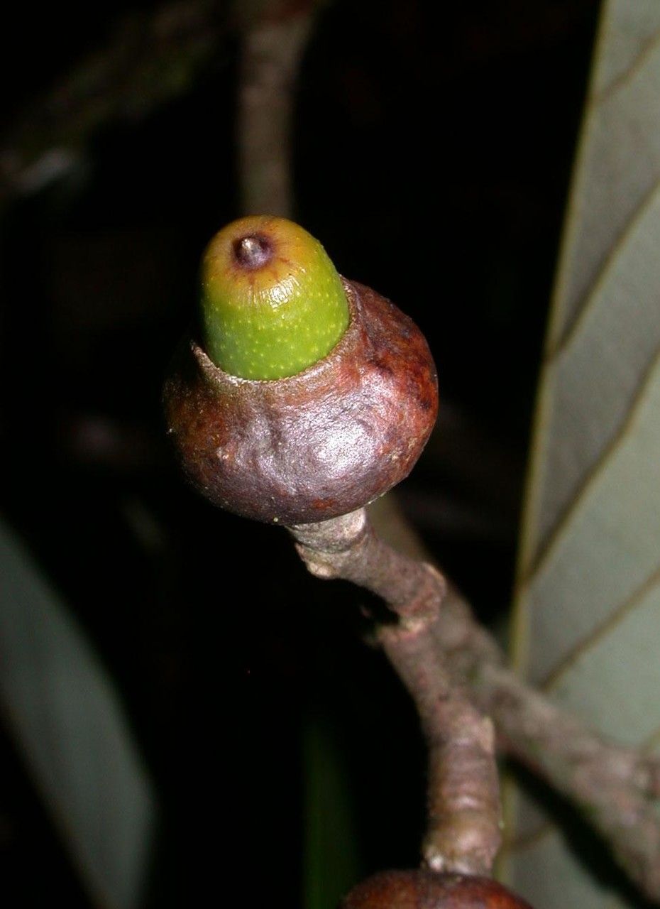 Ocotea hartshorniana fruit