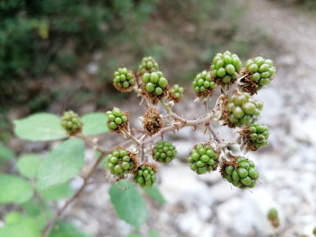 Rubus vestitus fruit