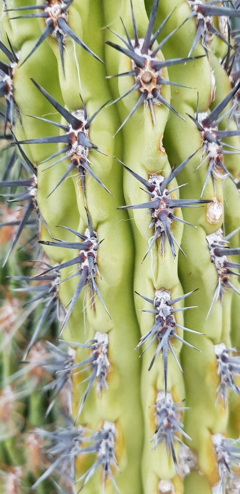 Trichocereus uyupampensis — related species from the same genus