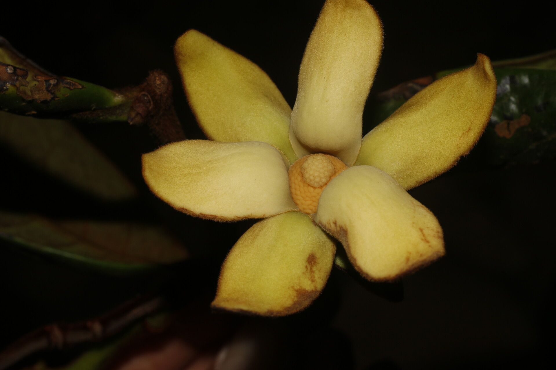 Guatteria talamancana fruit