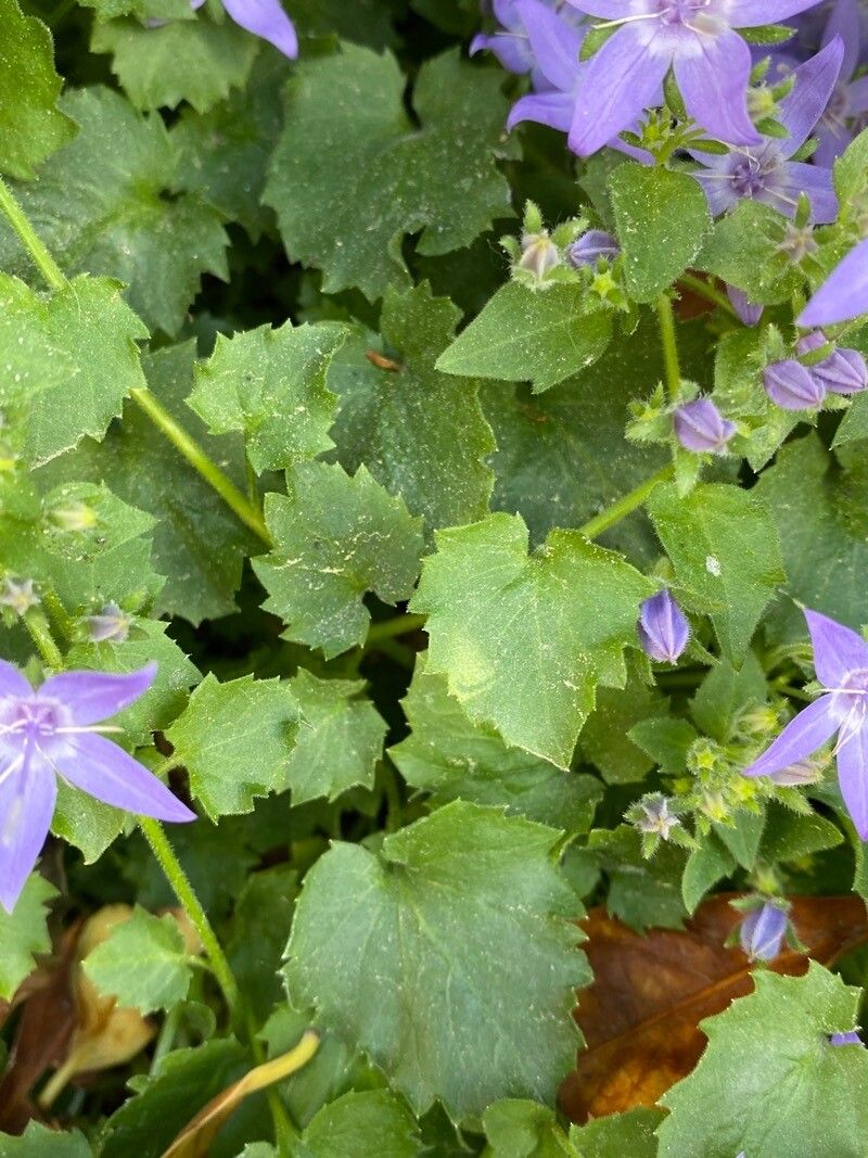 Campanula garganica