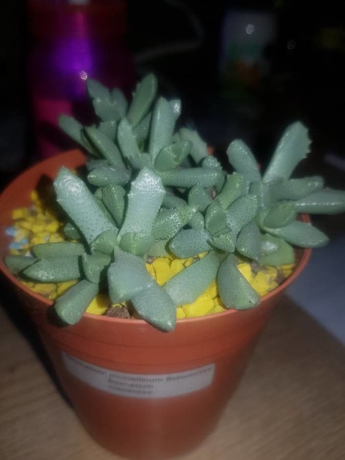 Stomatium mustellinum — houseplant care guide