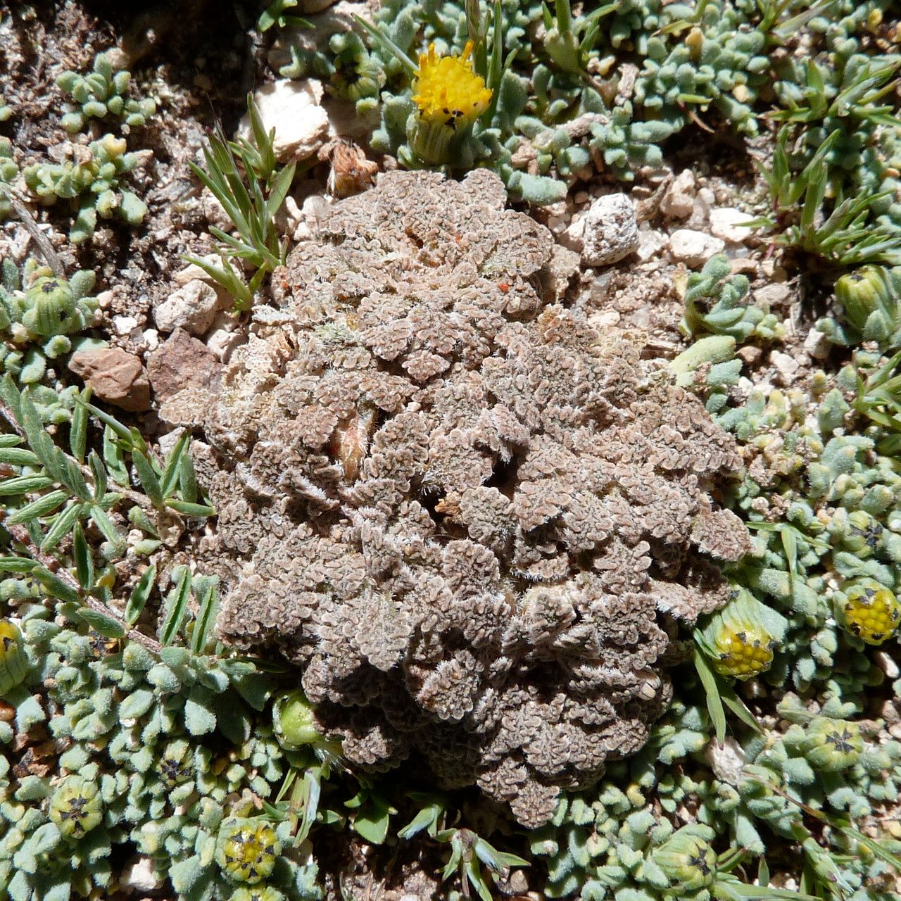 Viola granulosa — houseplant care guide