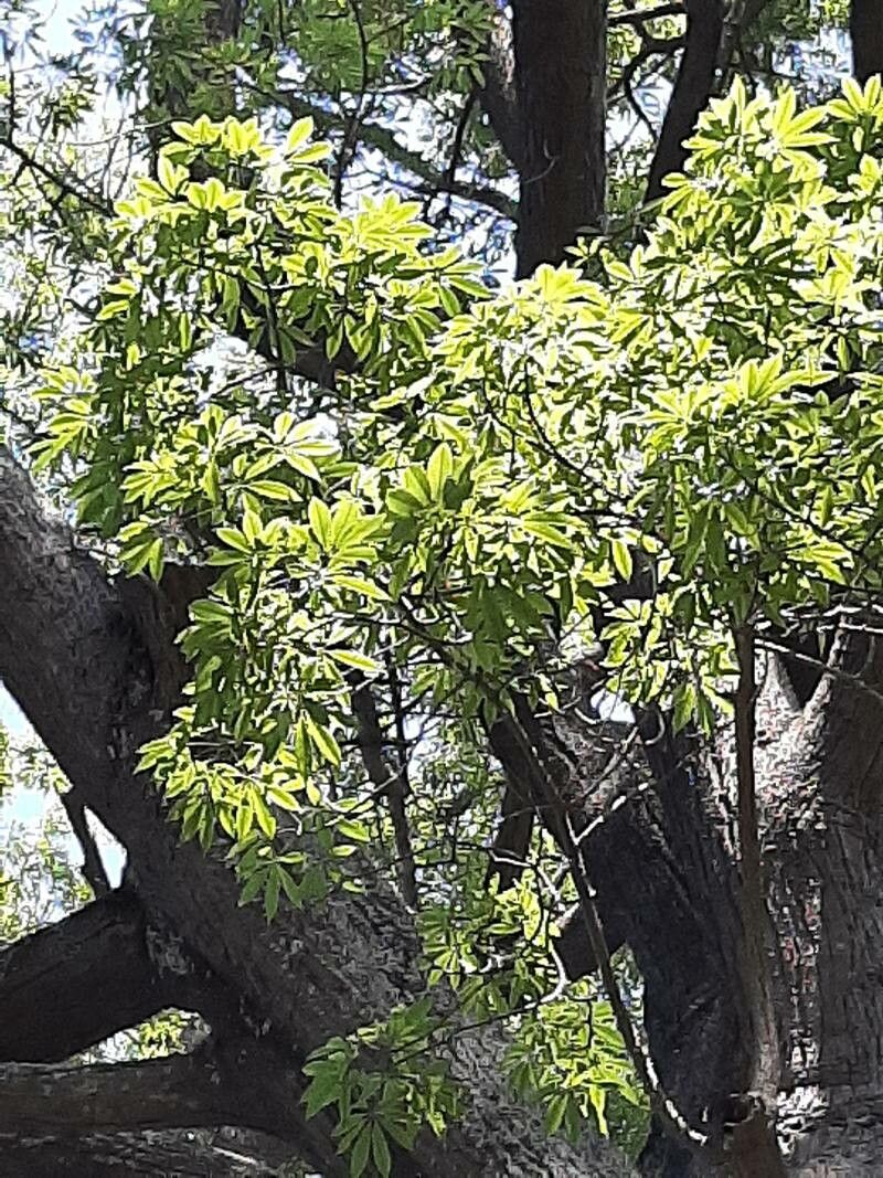 Ceiba crispiflora leaf