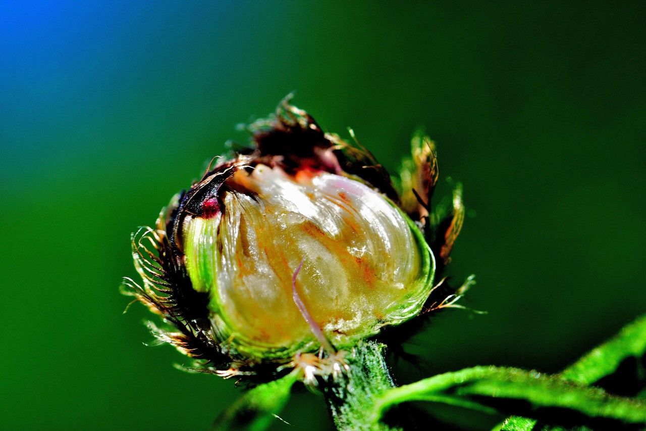 Centaurea decipiens fruit
