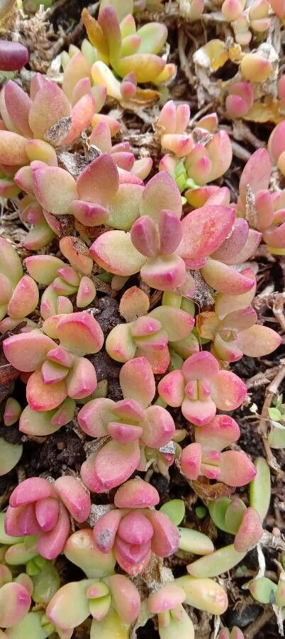Delosperma nubigenum leaf