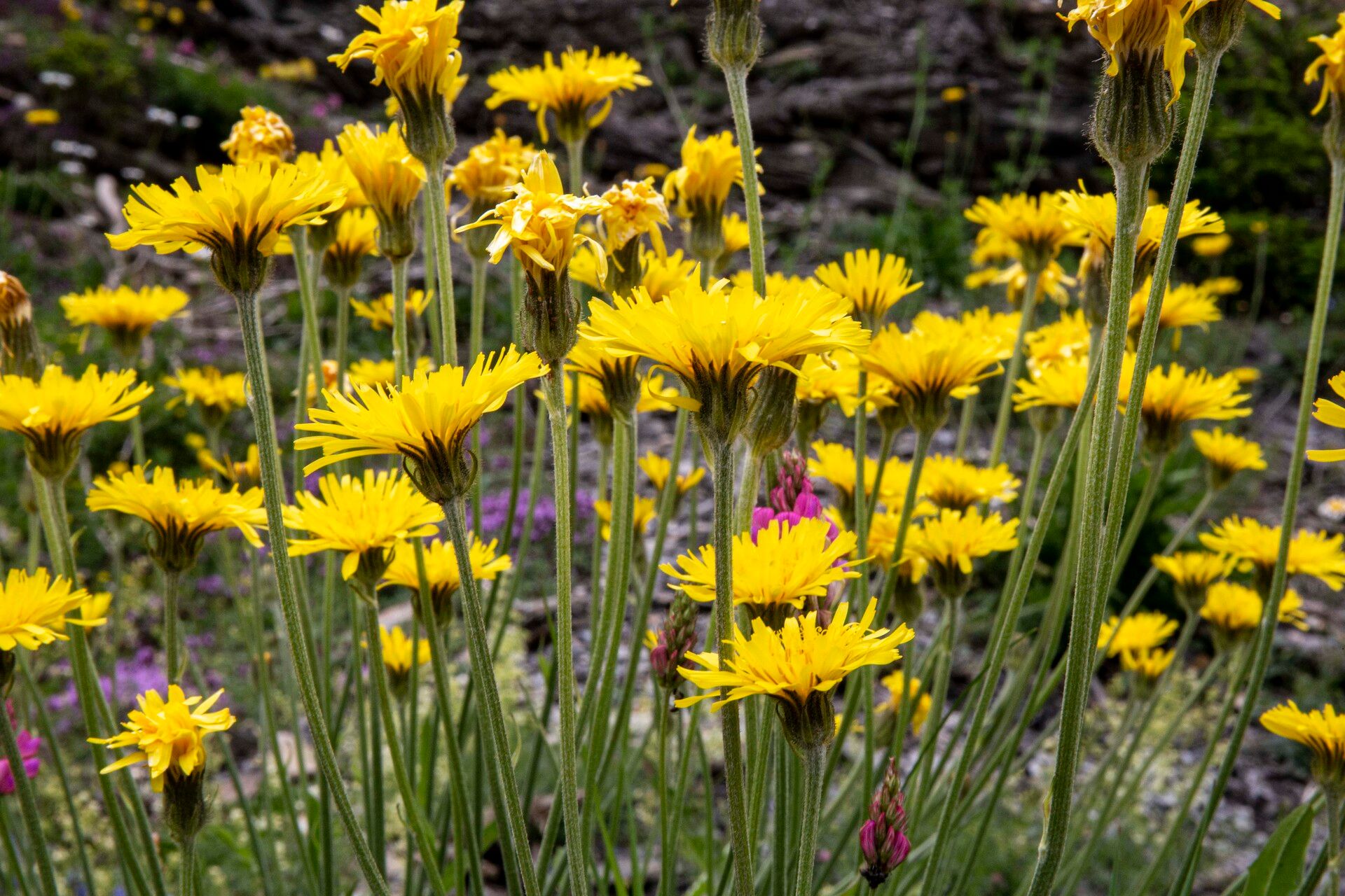 Crepis alpestris flower