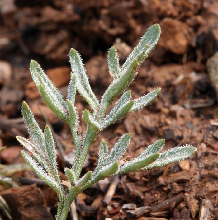 Viola douglasii leaf