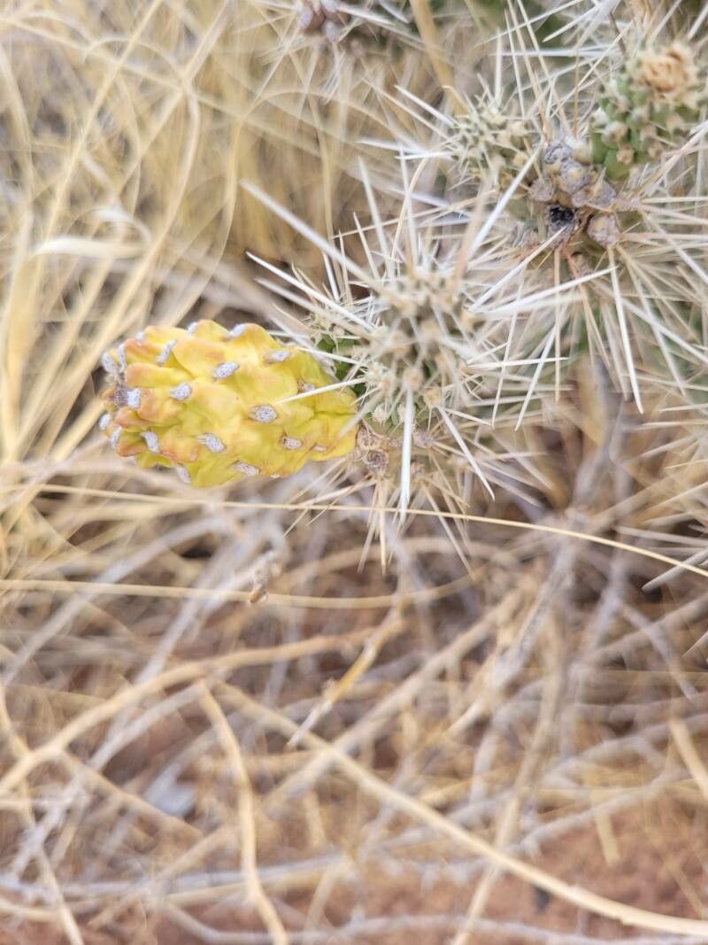 Cylindropuntia whipplei fruit