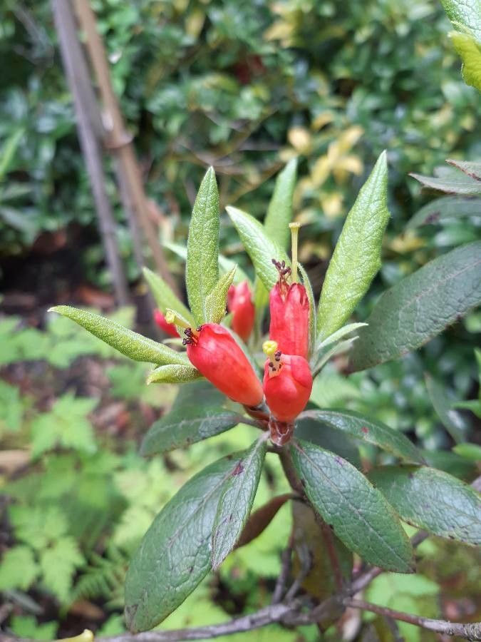 Rhododendron spinuliferum flower