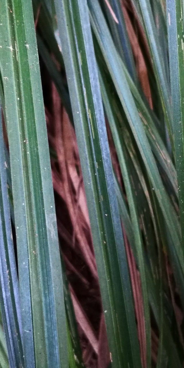 Carex dispalata — houseplant care guide