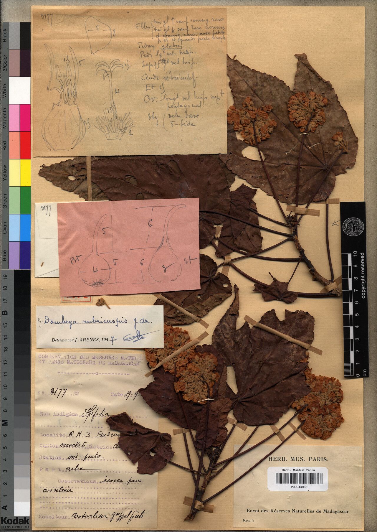 Dombeya rubricuspis — houseplant care guide