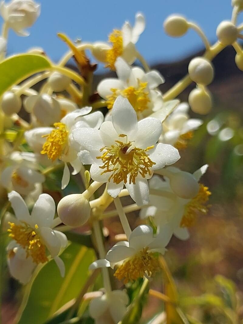 Calophyllum vernicosum flower