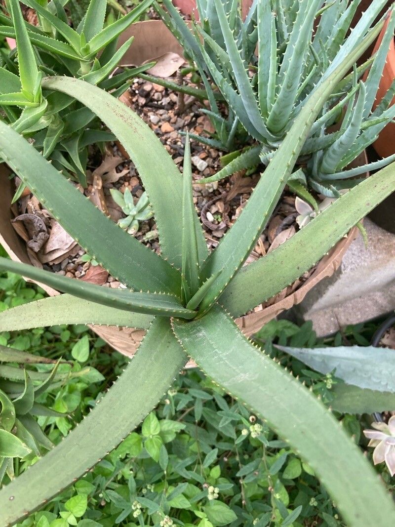 Aloe lutescens leaf