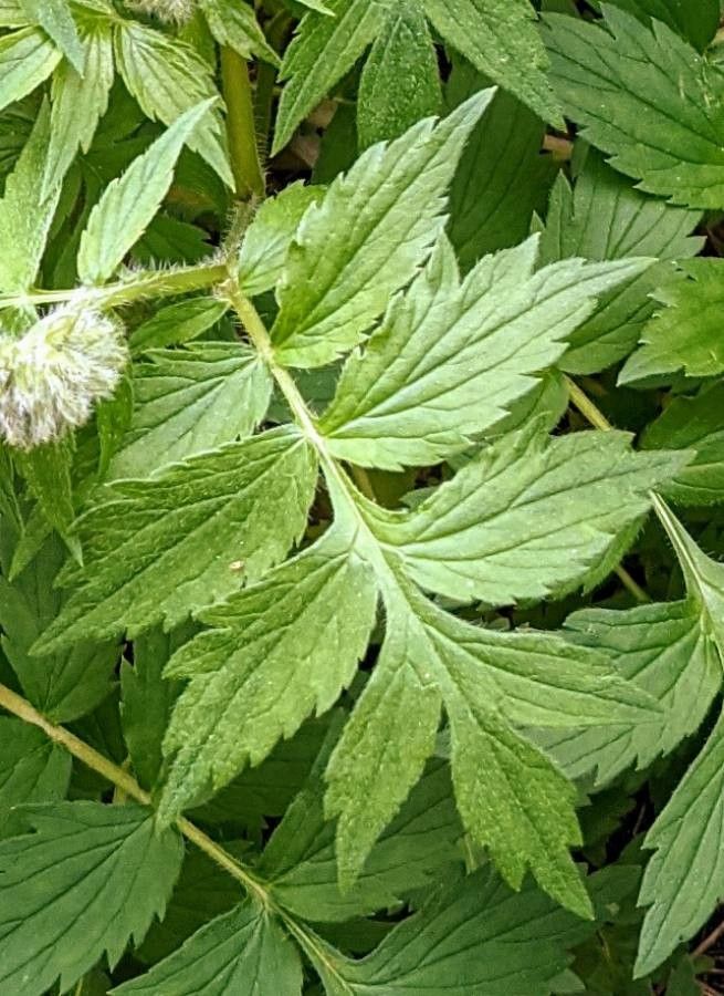 Hydrophyllum fendleri leaf
